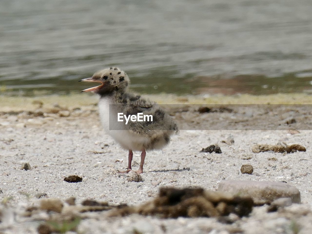 animal themes, animal, bird, animal wildlife, one animal, wildlife, nature, beach, sandpiper, land, water, selective focus, close-up, sea, no people, sand, day, full length, outdoors, focus on foreground, young animal, beak