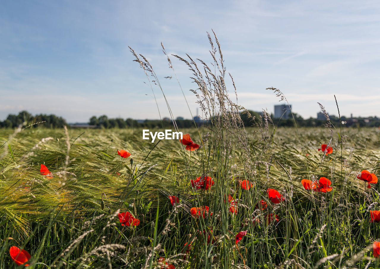 Red poppies on field against sky