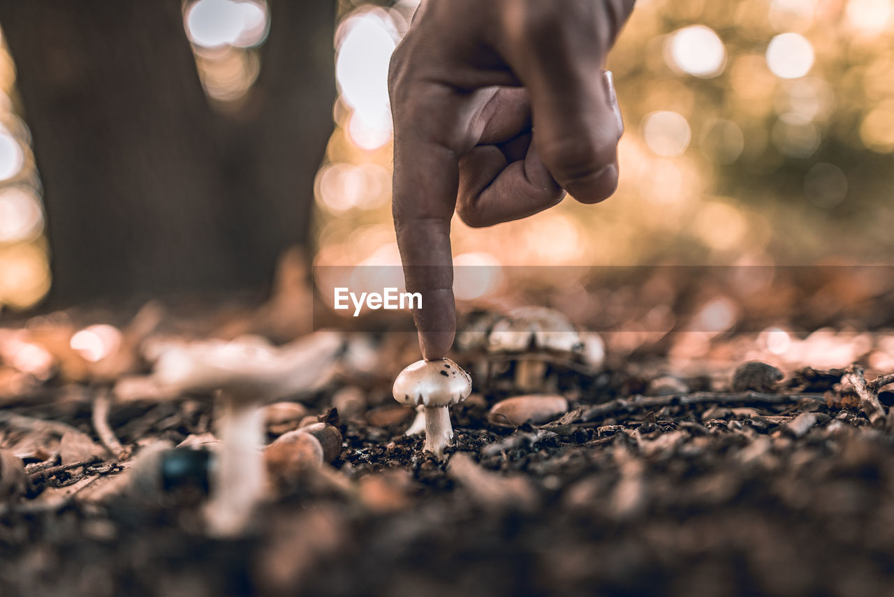 Cropped hand touching mushroom on field