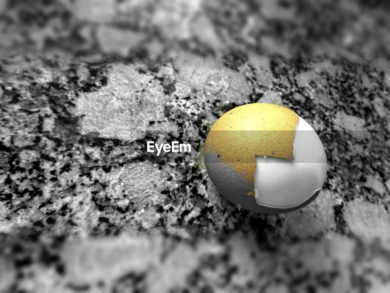 CLOSE-UP OF YELLOW SHELL ON THE GROUND
