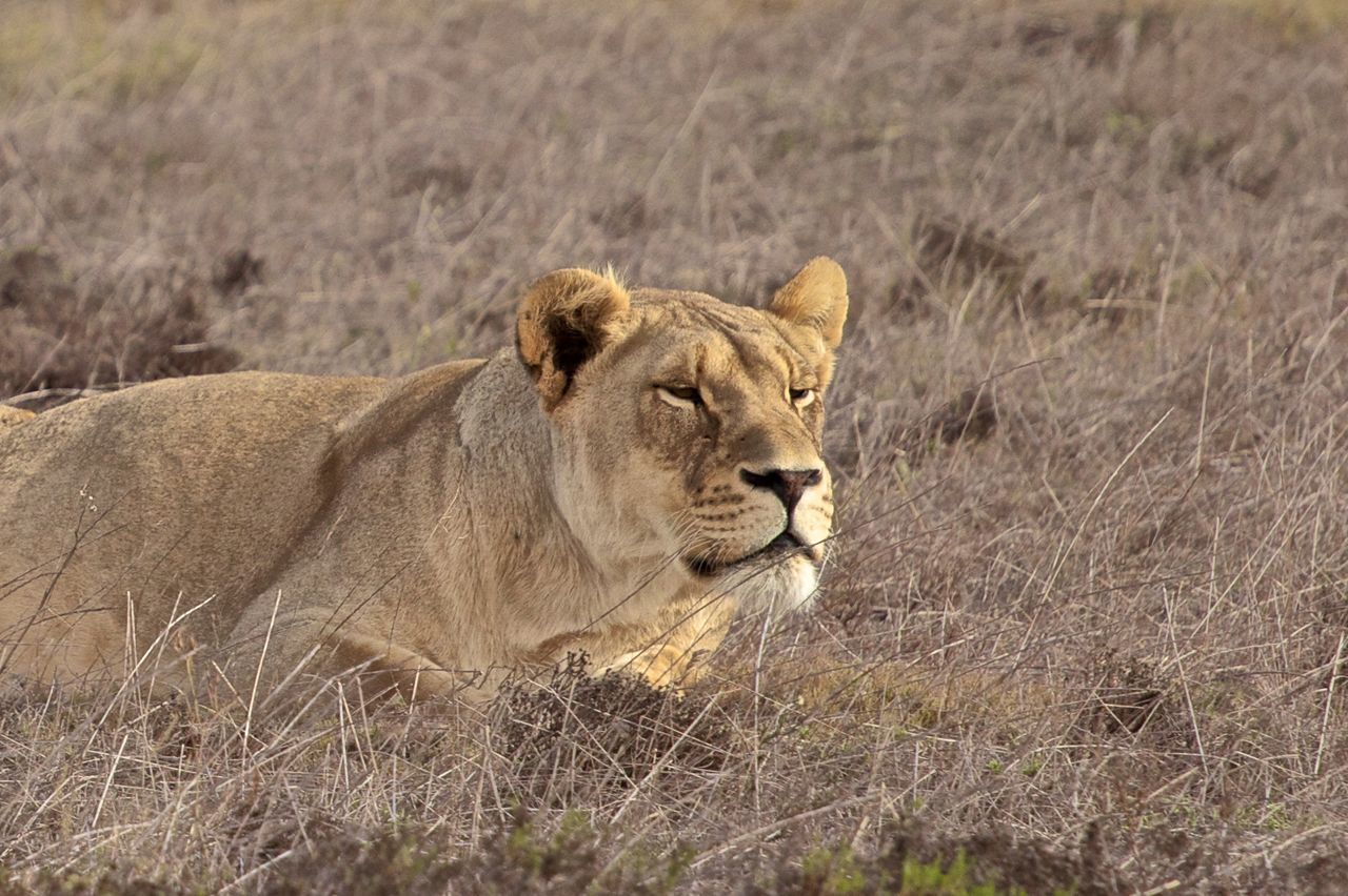 Lioness relaxing on grassy field