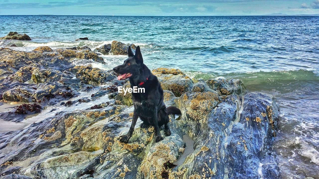 DOG AT BEACH AGAINST SKY