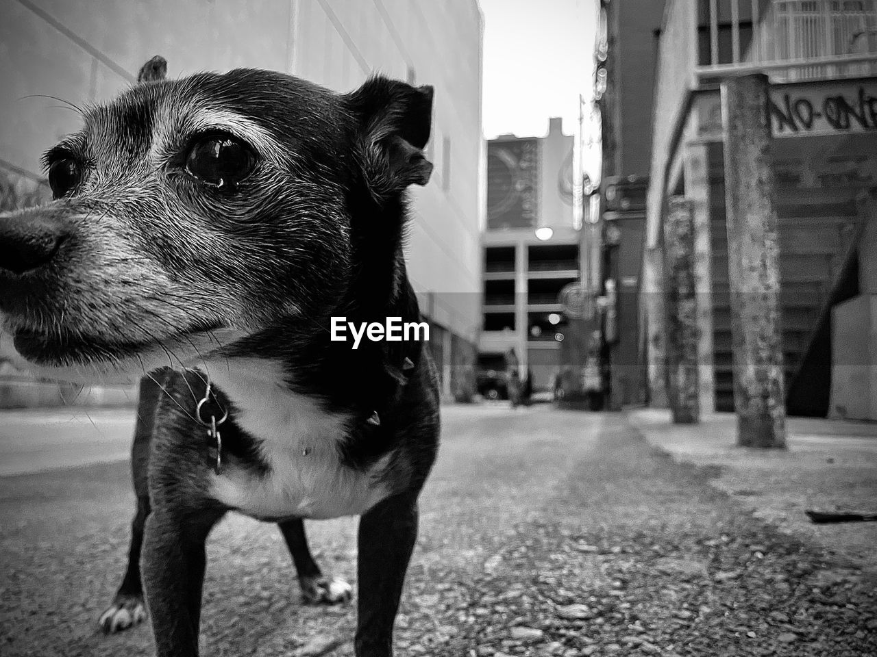 one animal, animal themes, animal, black, pet, mammal, domestic animals, canine, dog, black and white, monochrome, white, snapshot, architecture, city, no people, day, street, monochrome photography, looking, terrier, focus on foreground, looking away, built structure, building exterior, footpath, road