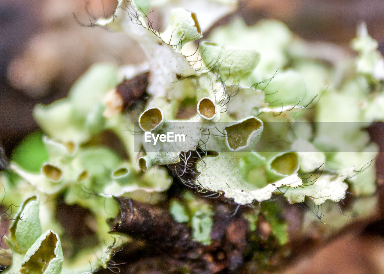 CLOSE-UP OF PLANTS