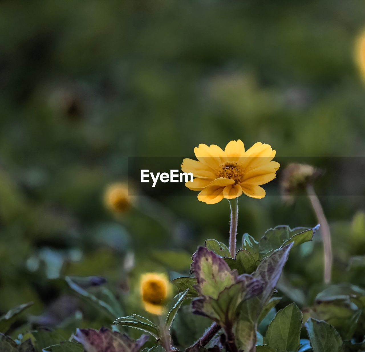 Close-up of yellow flowers blooming outdoors