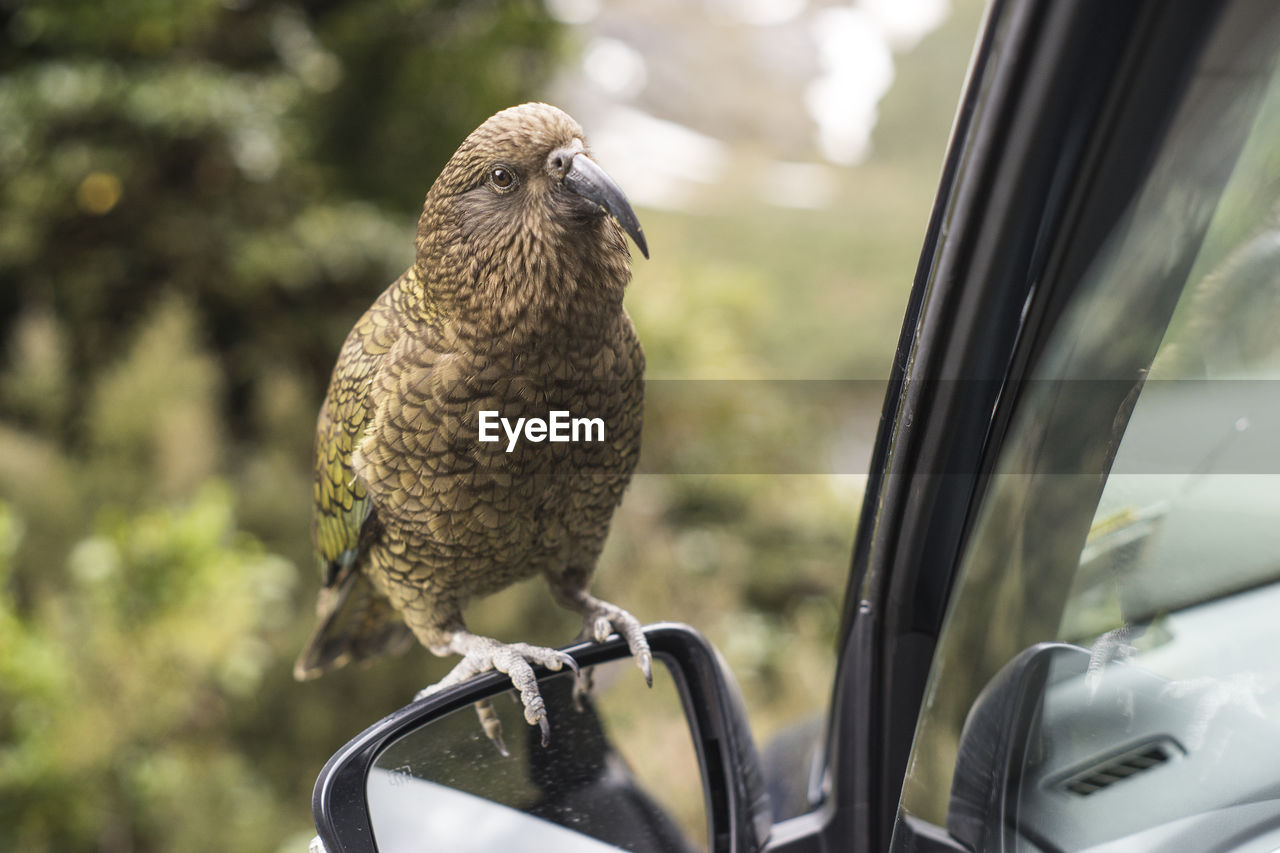 Bird perching on side-view mirror of car