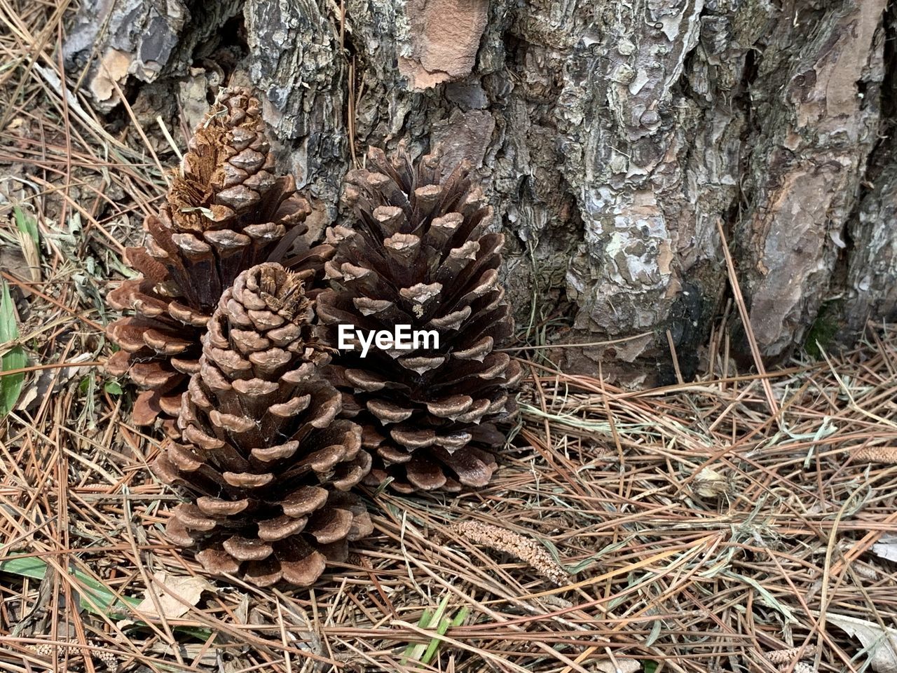 HIGH ANGLE VIEW OF PINE CONES ON TREE