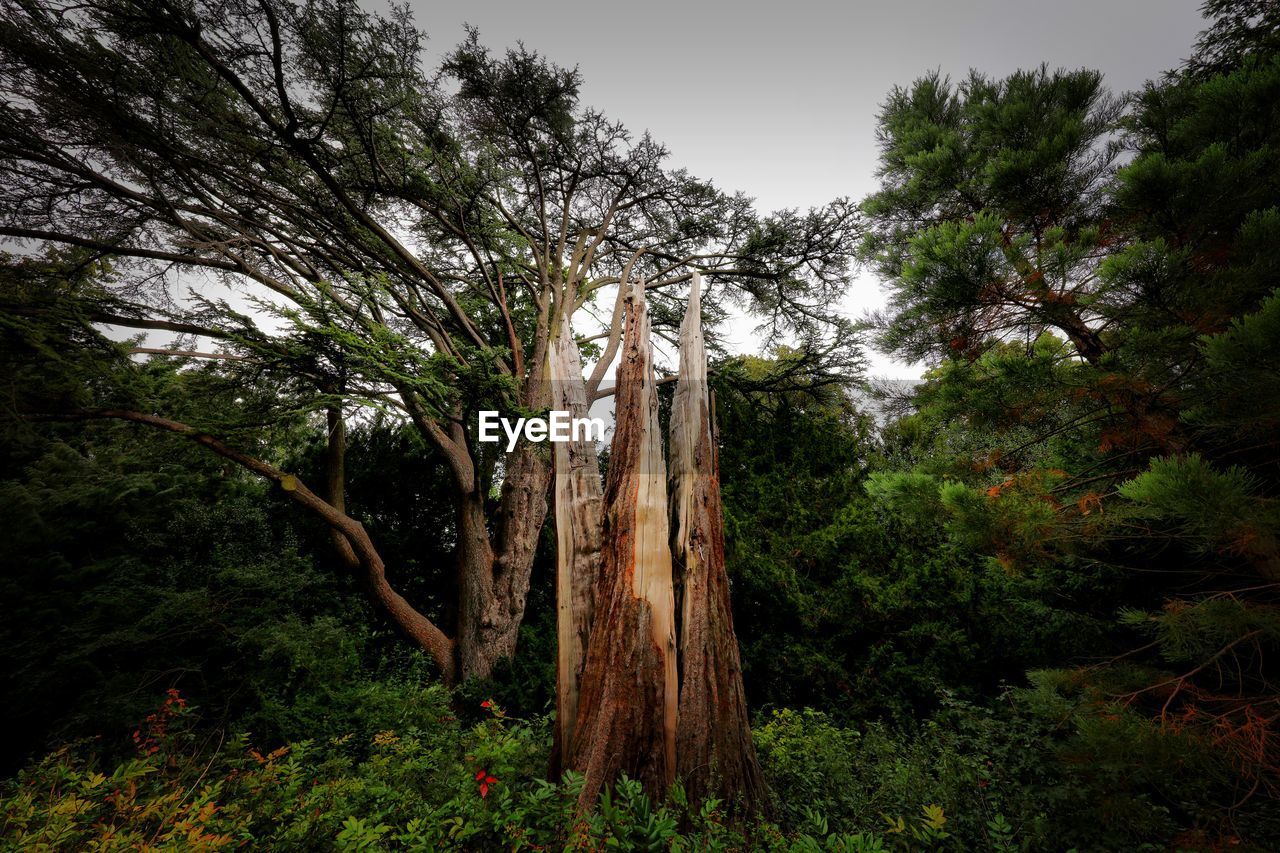 LOW ANGLE VIEW OF TREES IN FOREST