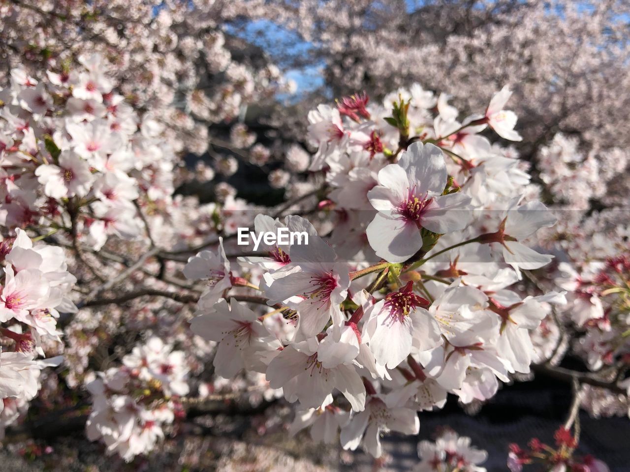 Close-up of pink cherry blossoms in spring