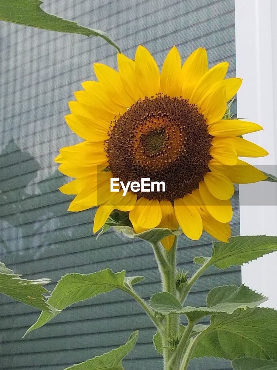 SUNFLOWERS BLOOMING OUTDOORS