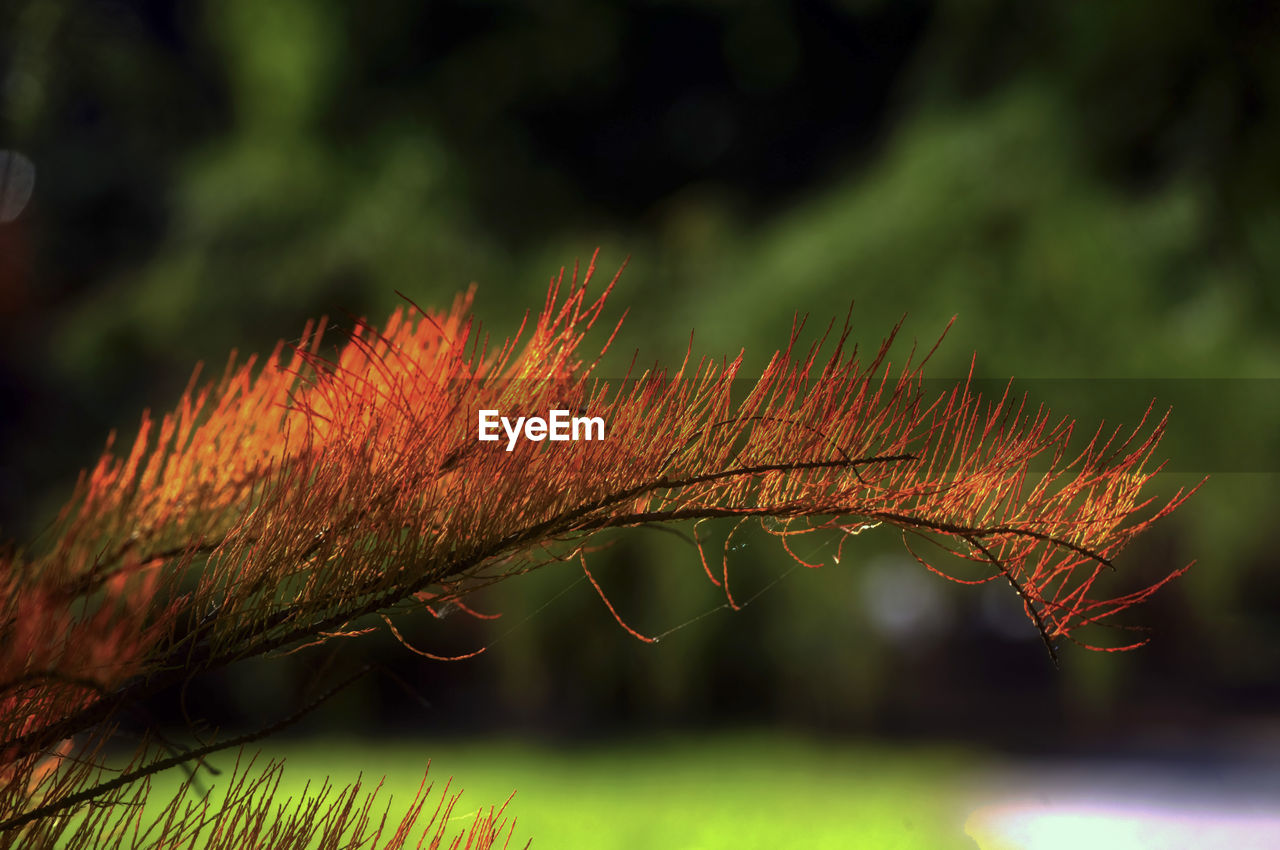 Close-up of plant during autumn