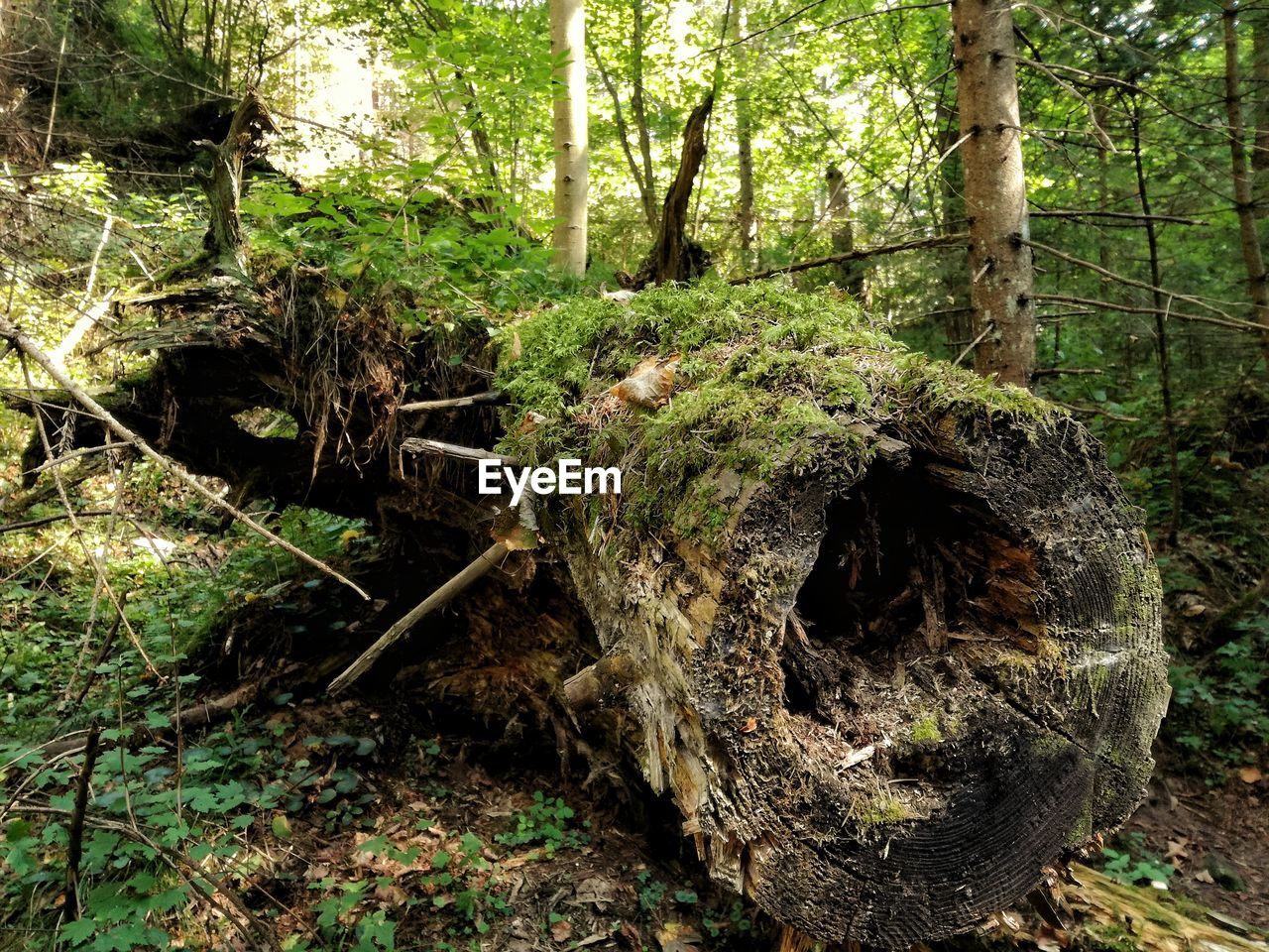 VIEW OF TREE TRUNKS IN FOREST