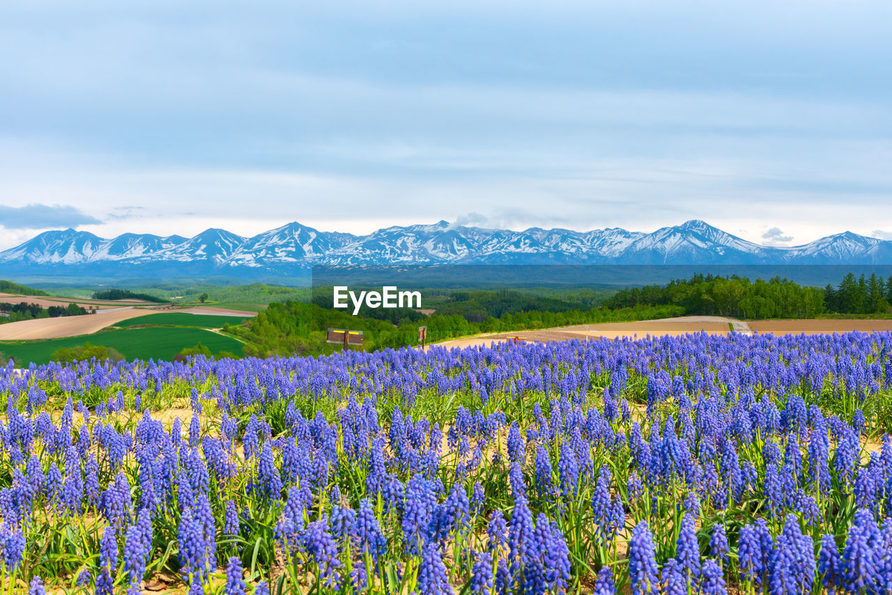 Grape hyacinth muscari armeniacum flower. panoramic rural landscape with mountains. 