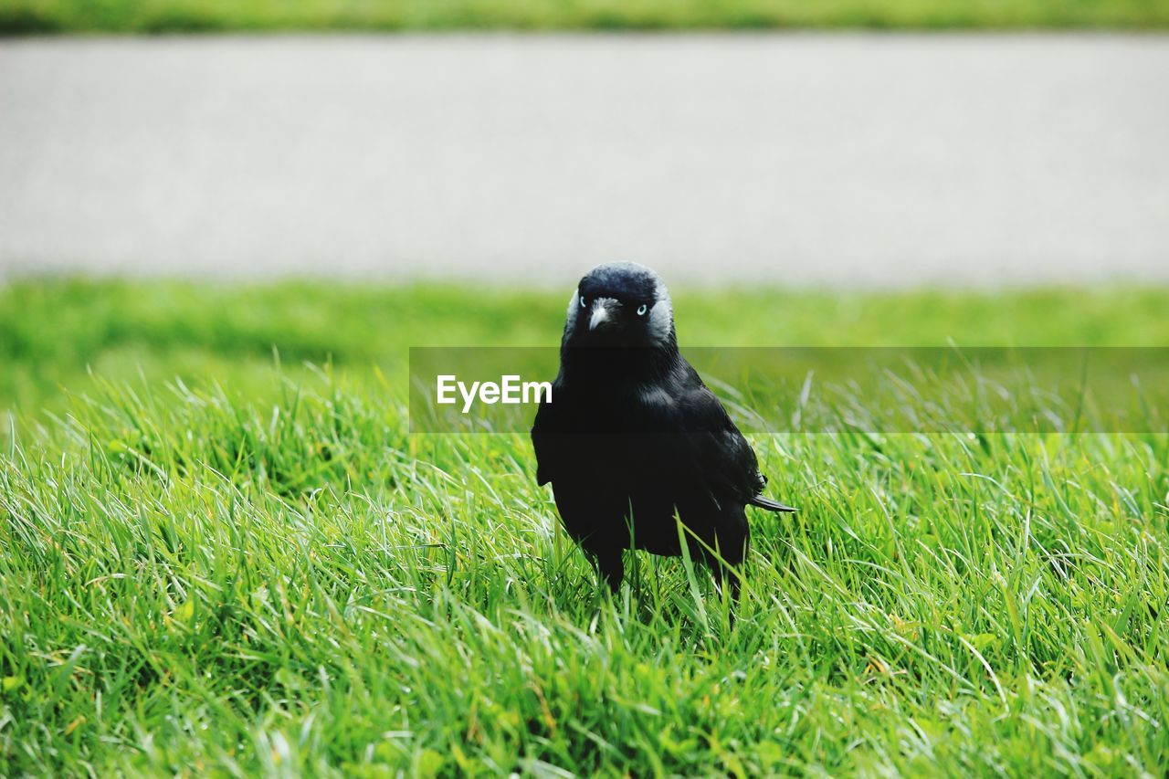 Close-up of bird perching on grass