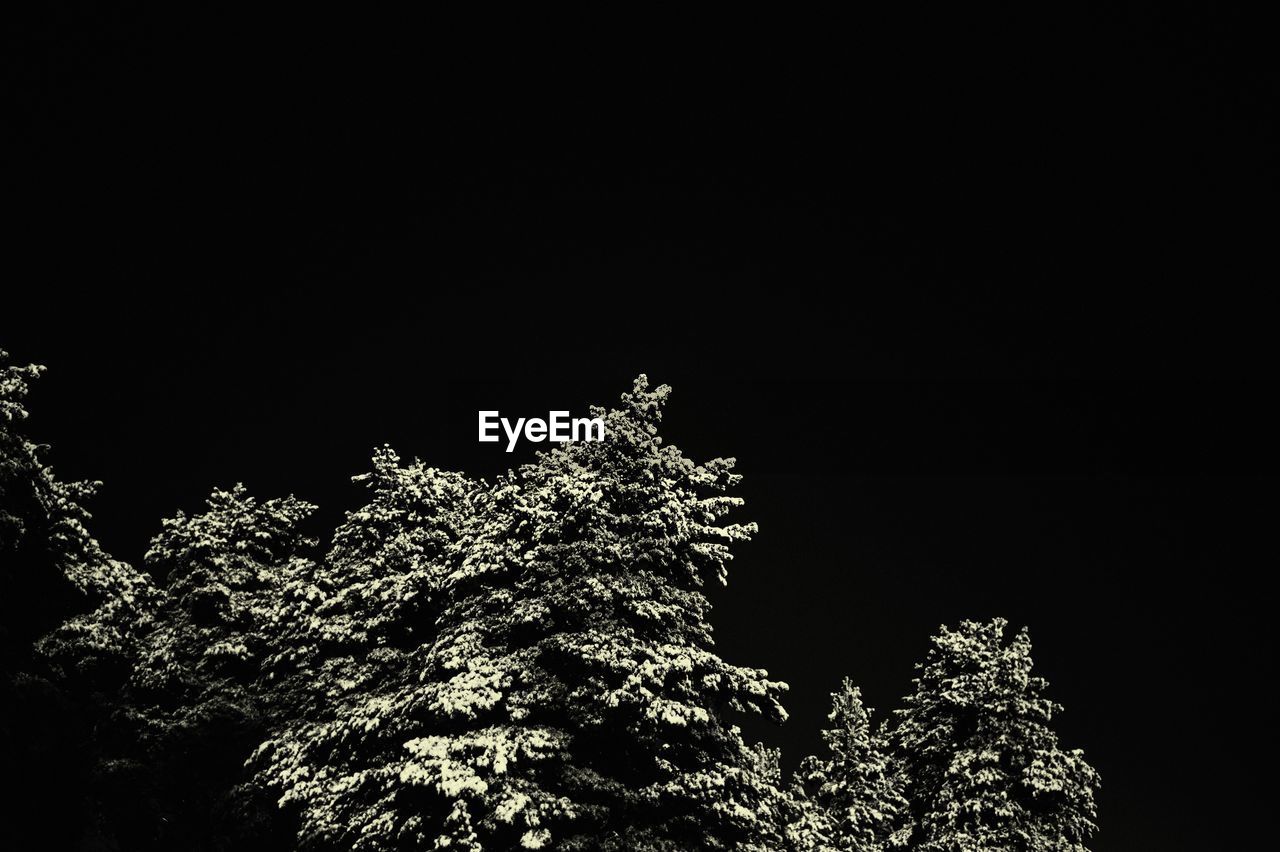 Close-up high section of tree against dark sky