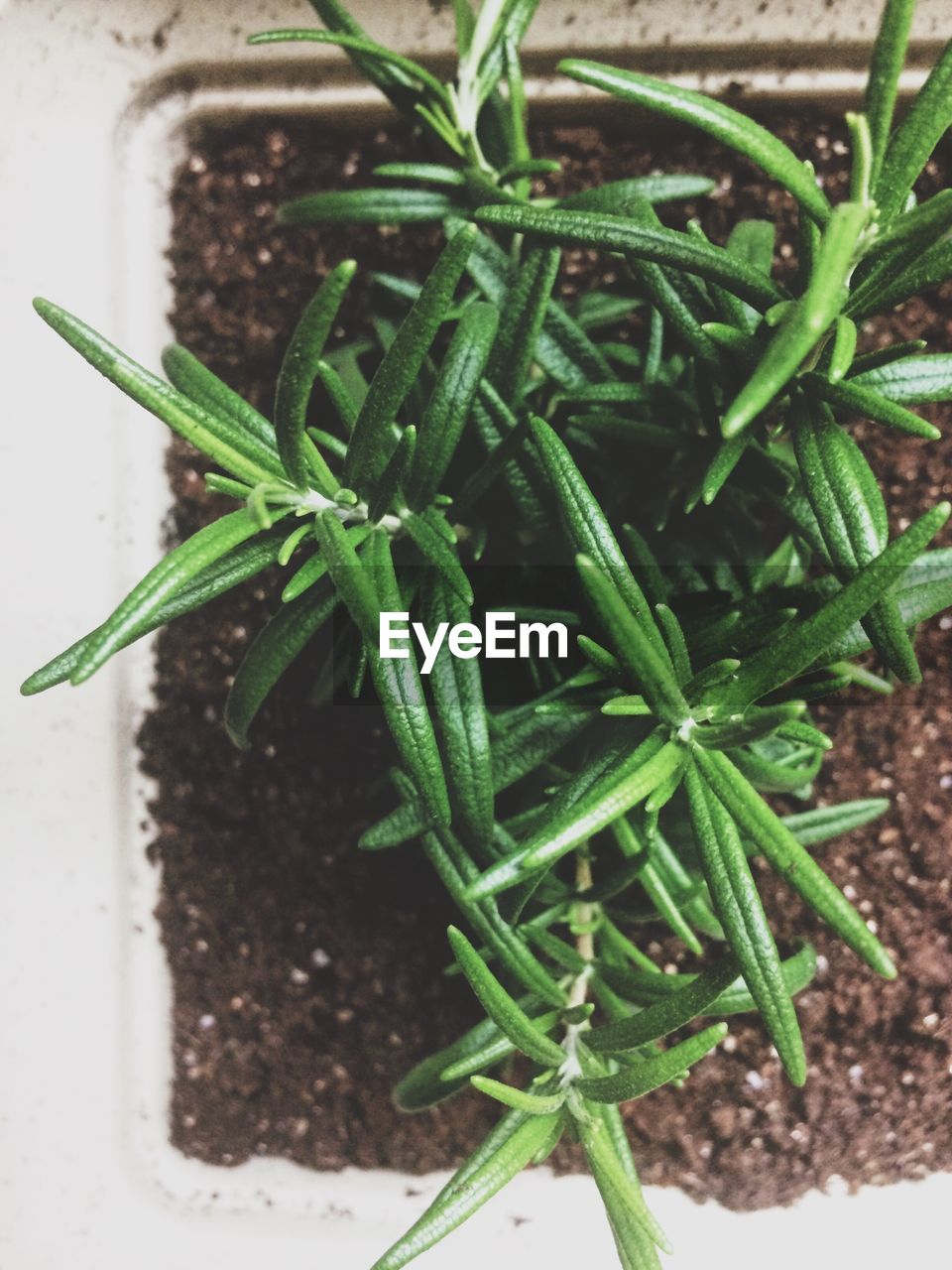 CLOSE-UP OF FRESH GREEN PLANT