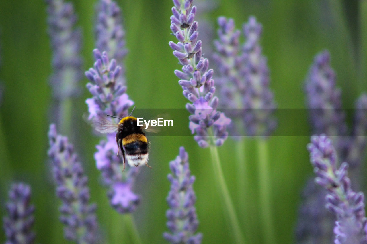 Close-up of bee pollinating on lavender