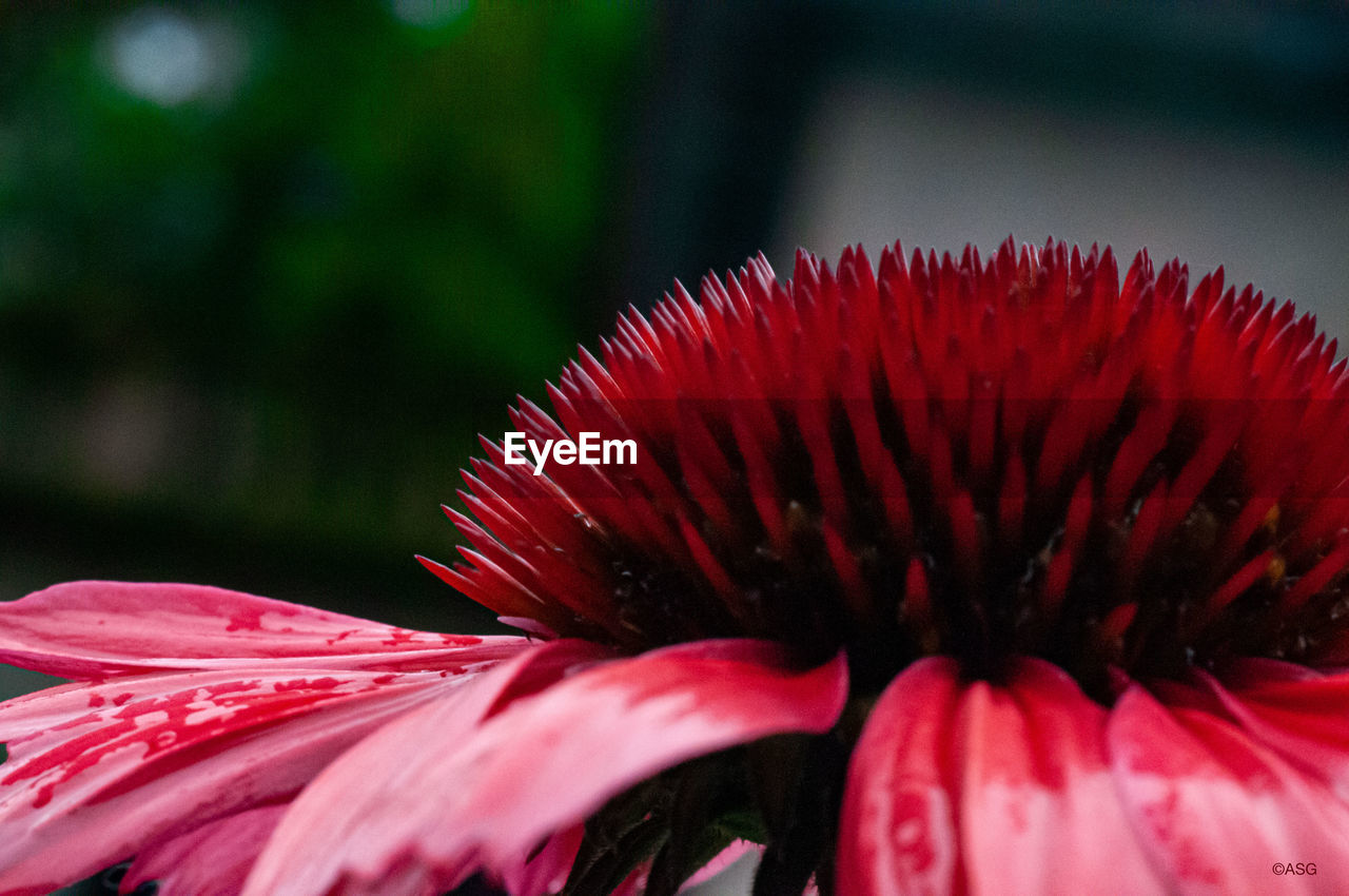 Close-up of red flower