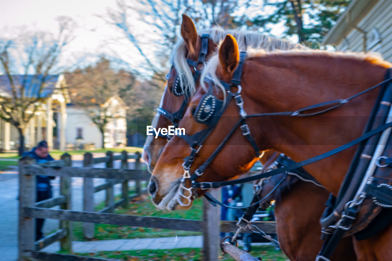 CLOSE-UP OF HORSE IN THE ANIMAL