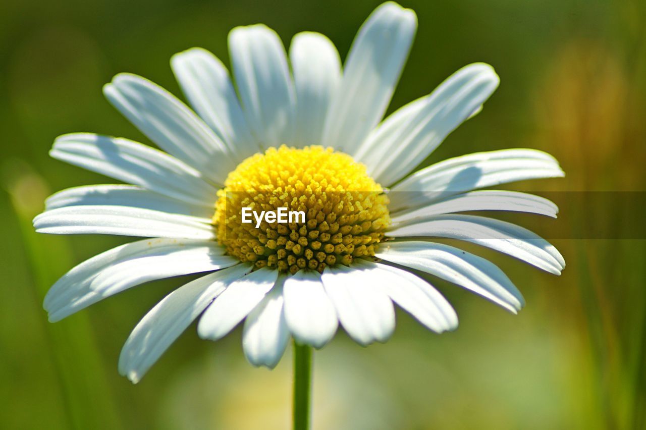 Close-up of white flower