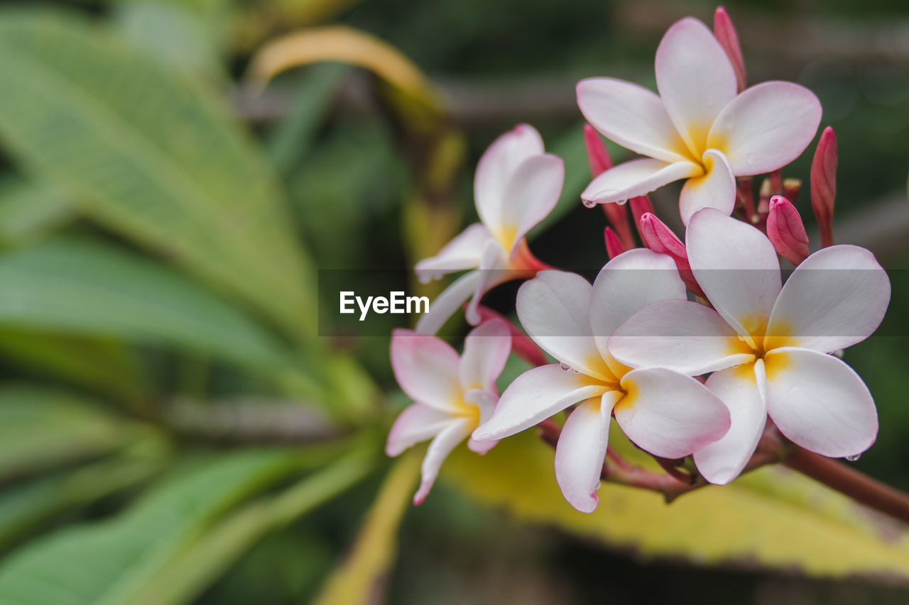 Close-up of white flowering plant