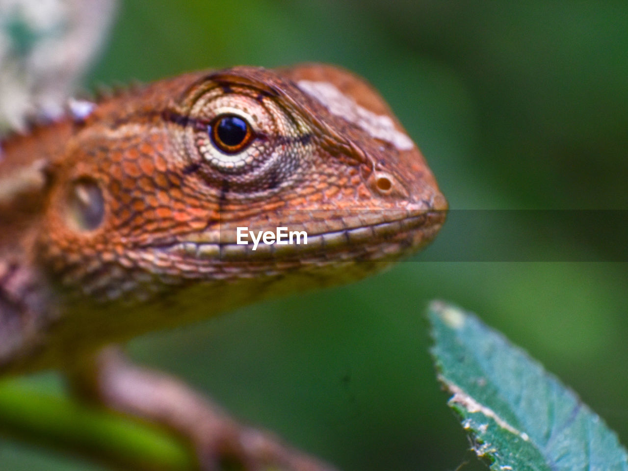 Close-up of lizard