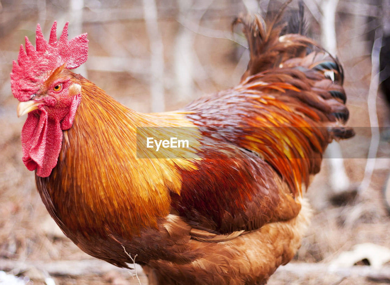 CLOSE-UP OF ROOSTER WITH RICE