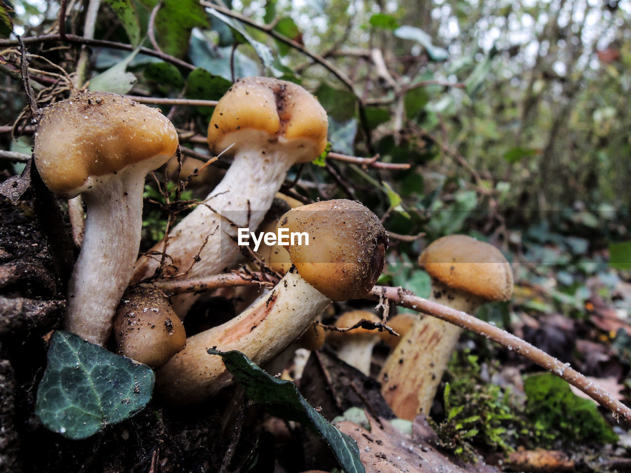 CLOSE-UP VIEW OF FUNGUS GROWING OUTDOORS