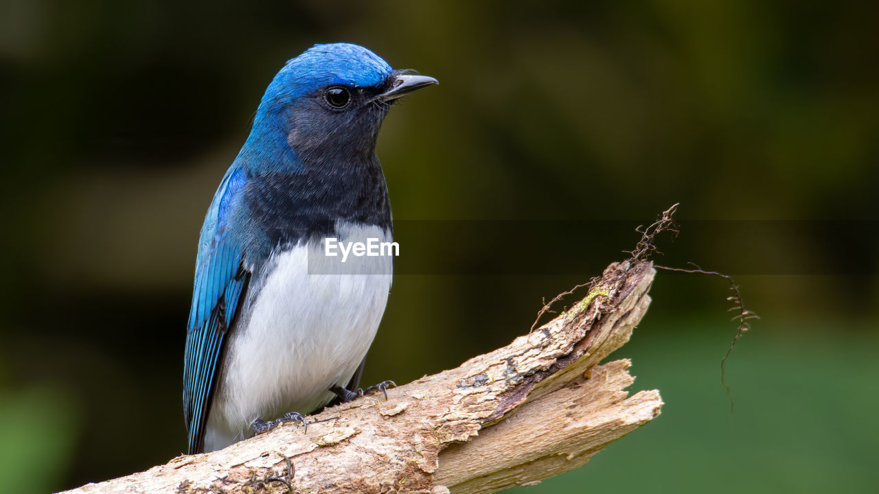 CLOSE-UP OF BIRD PERCHING ON WOOD