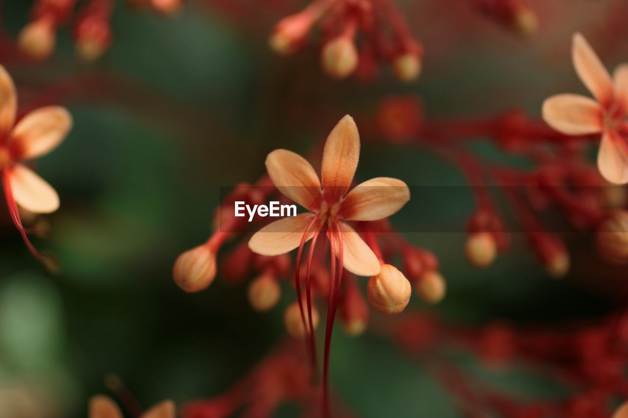 Close up of pink flowering plant