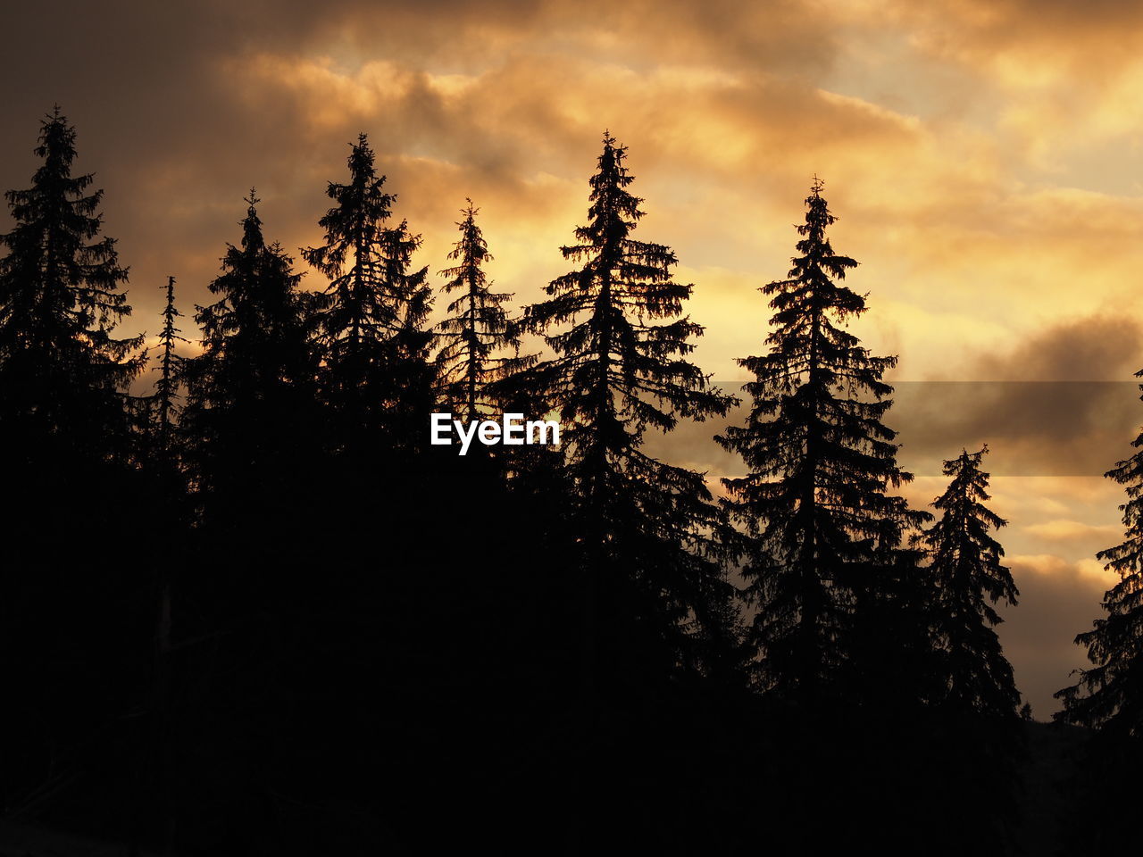 SILHOUETTE TREES AGAINST SKY IN FOREST