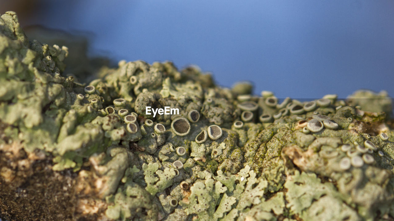 Close-up of lichens growing on rock