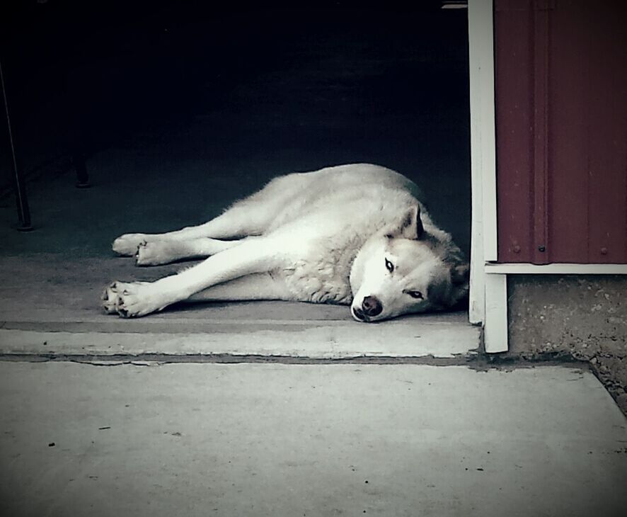 DOG SLEEPING ON TILED FLOOR