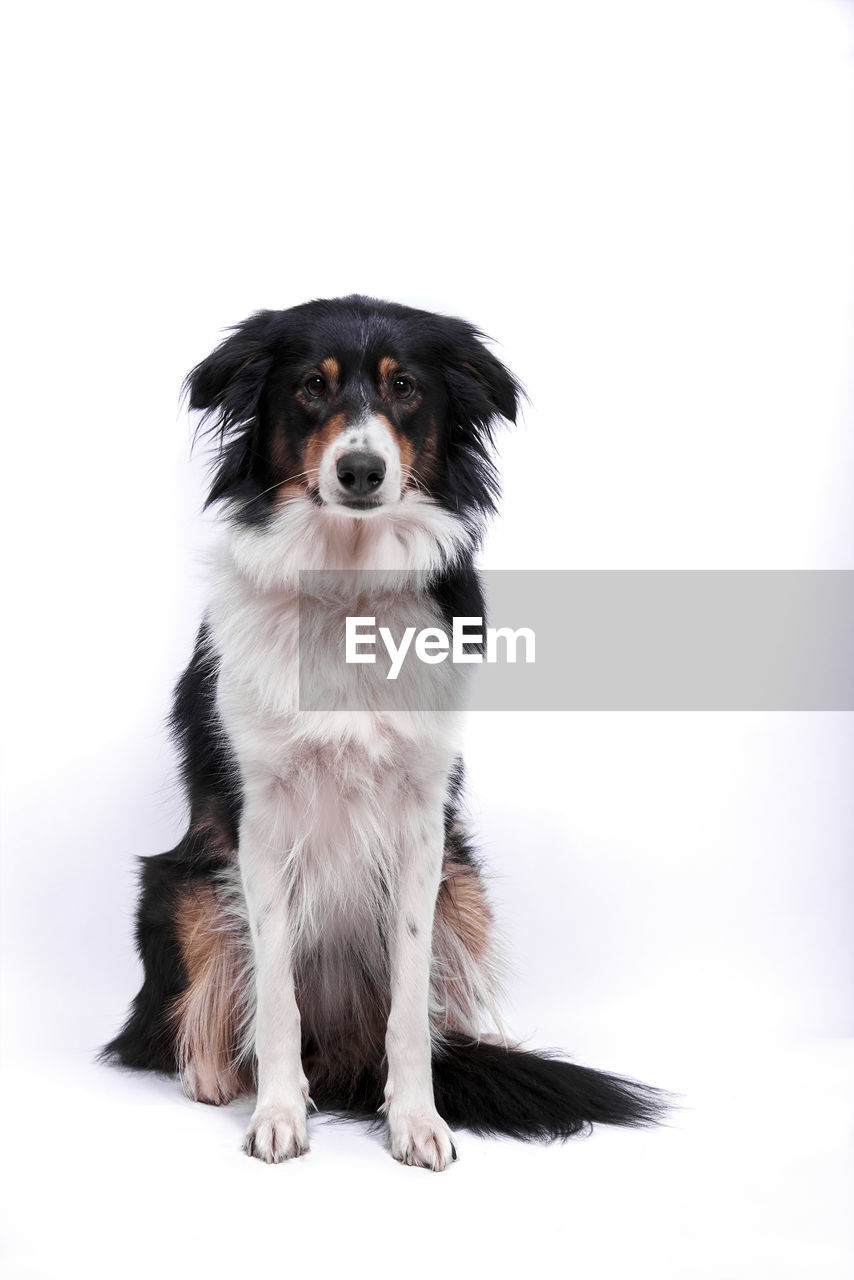 one animal, animal themes, dog, pet, animal, mammal, domestic animals, canine, cute, portrait, cut out, young animal, studio shot, sitting, purebred dog, white background, looking at camera, no people, puppy, indoors, border collie, animal hair, lap dog