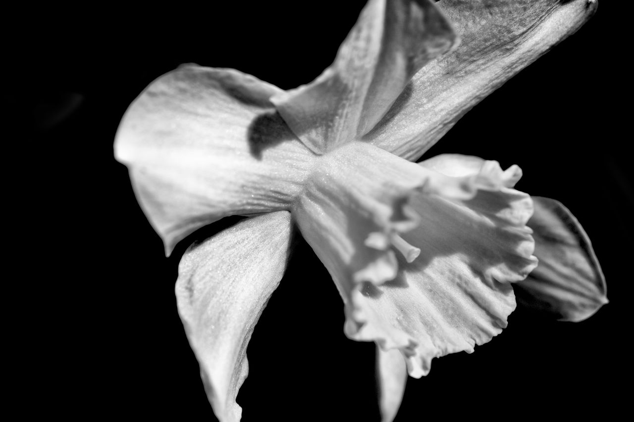 Close-up of daffodil at night