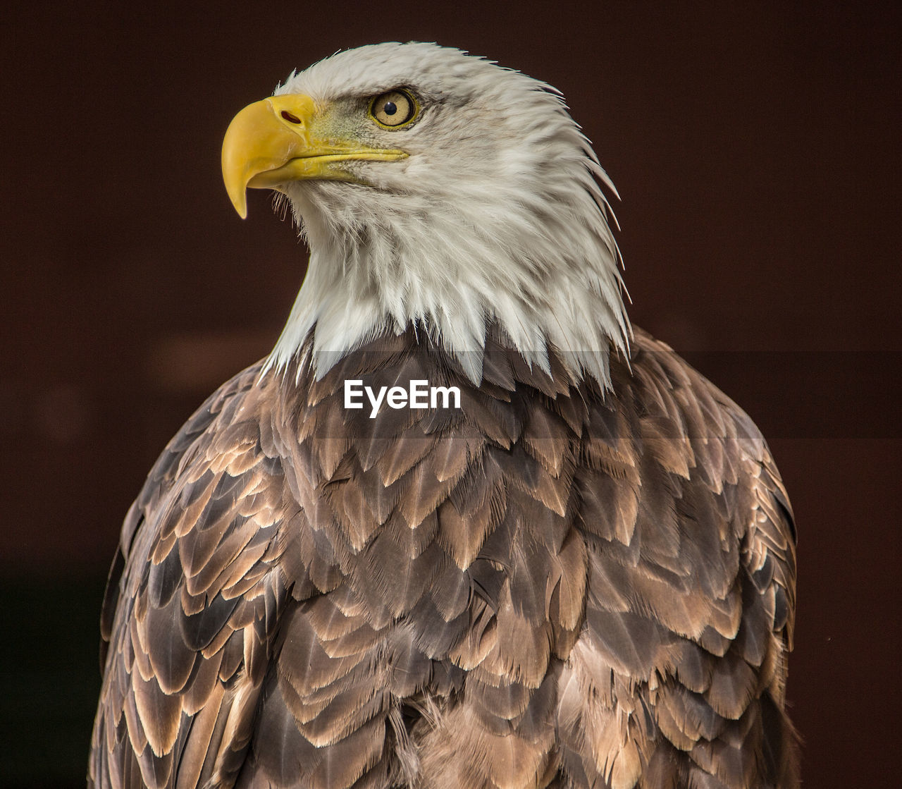 Close-up of eagle against blurred background