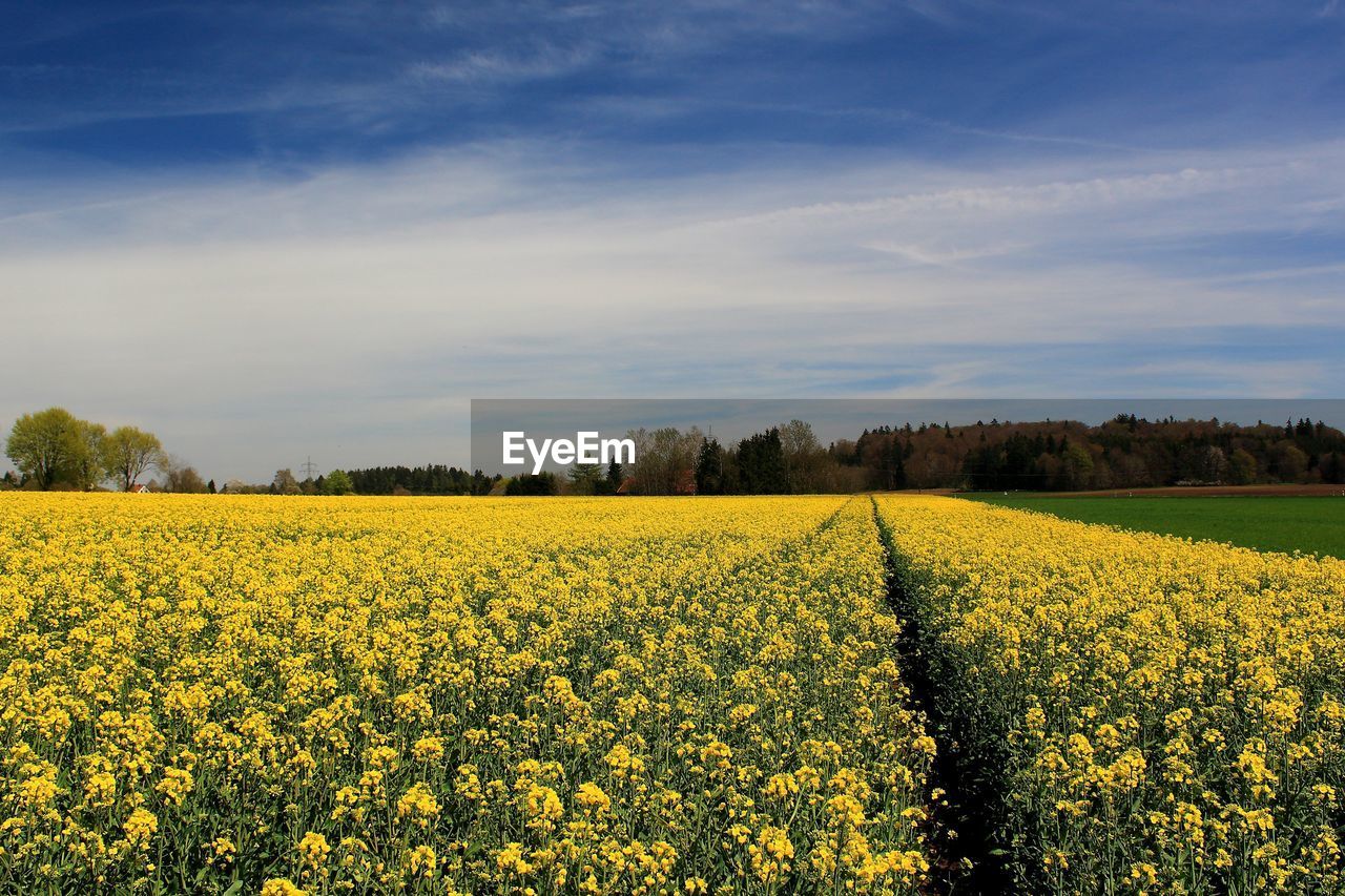 plant, landscape, rapeseed, field, beauty in nature, flower, land, sky, rural scene, agriculture, environment, flowering plant, yellow, vegetable, growth, produce, canola, scenics - nature, oilseed rape, crop, nature, tranquility, cloud, freshness, food, farm, tranquil scene, springtime, idyllic, no people, prairie, rural area, tree, abundance, blossom, fragility, brassica rapa, horizon, day, outdoors, meadow, mustard, non-urban scene, vibrant color, blue, plain, sunlight, cultivated land, cultivated