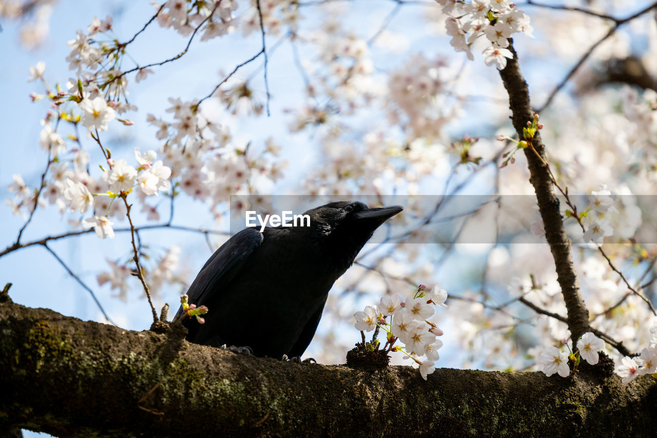 Low angle view of bird perching on cherry tree