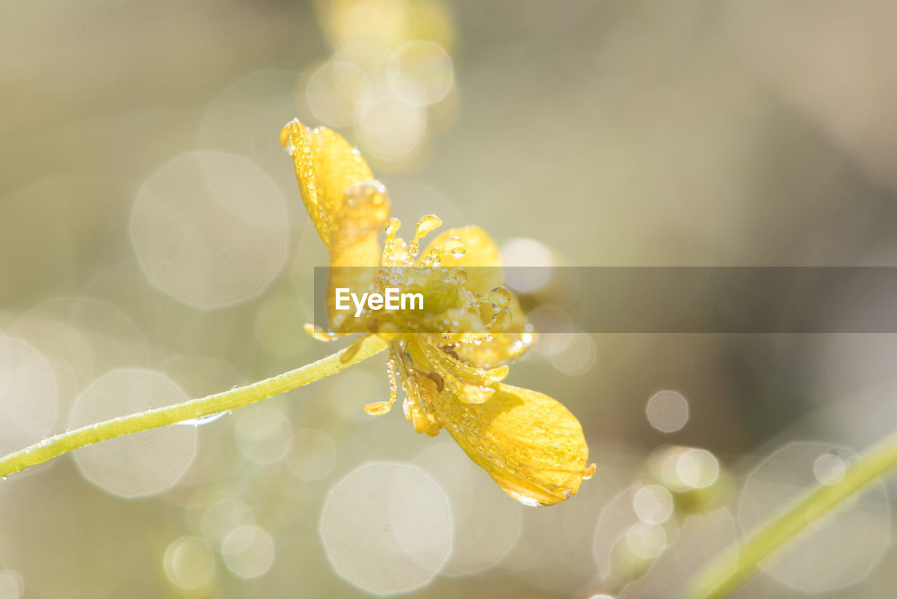 Close-up of wet yellow flower