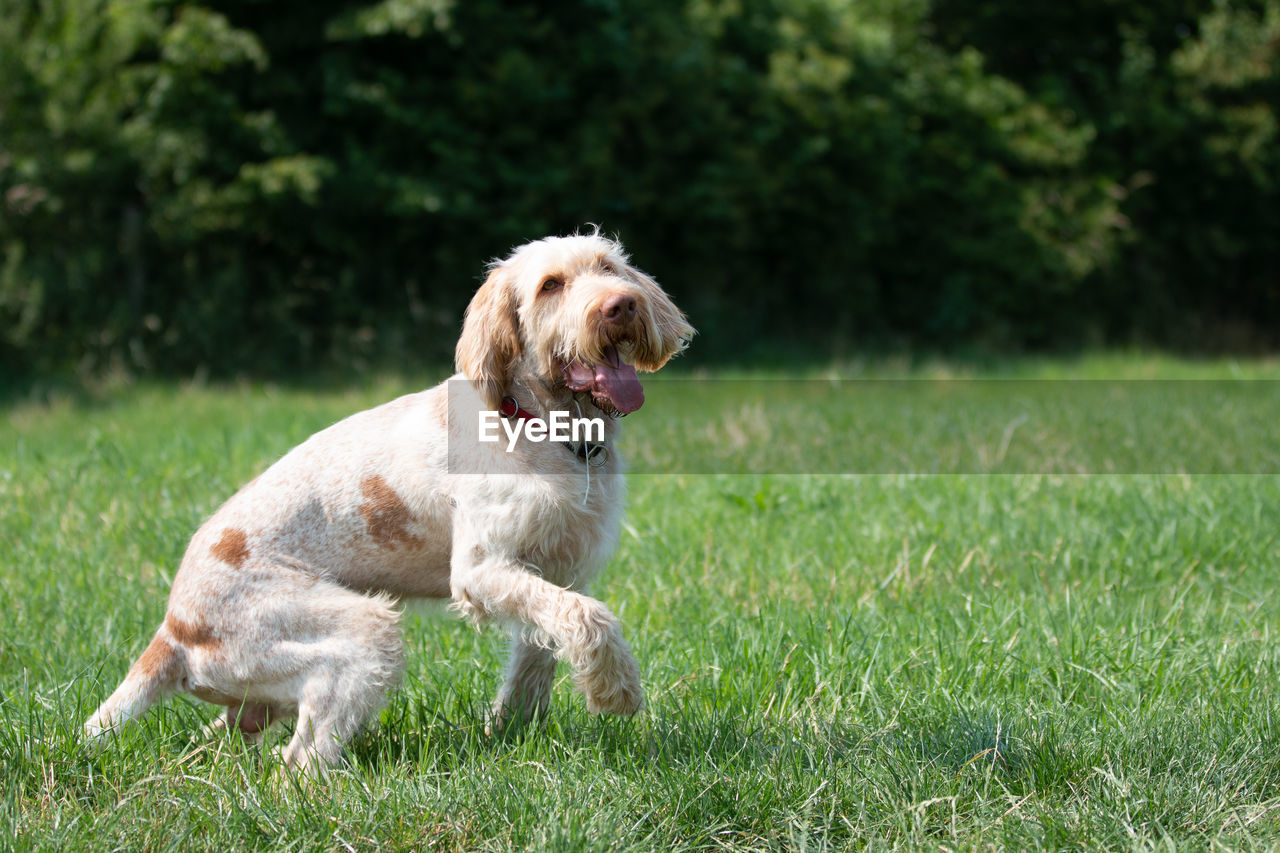 VIEW OF DOG RUNNING ON GRASS