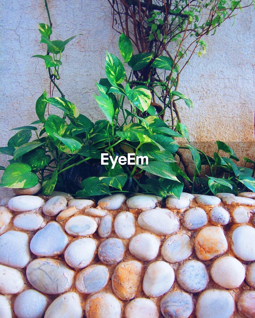 CLOSE-UP OF FRESH PLANTS