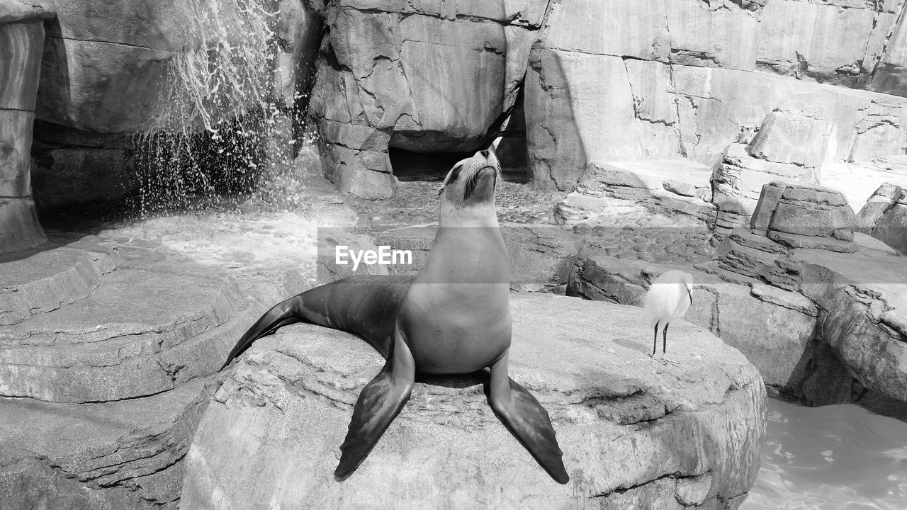 Sea lion on rock by water