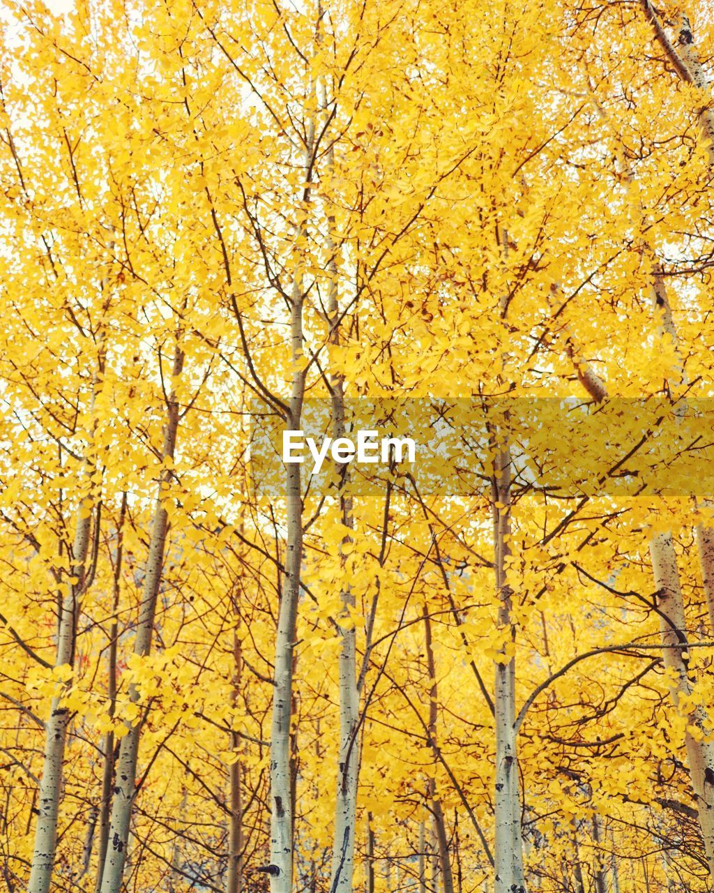 LOW ANGLE VIEW OF YELLOW TREES IN FOREST