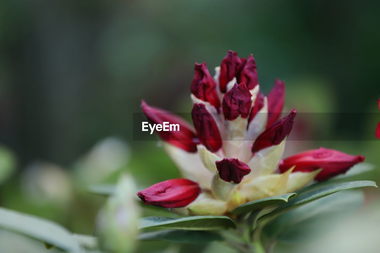 Red blossom of rhododendron