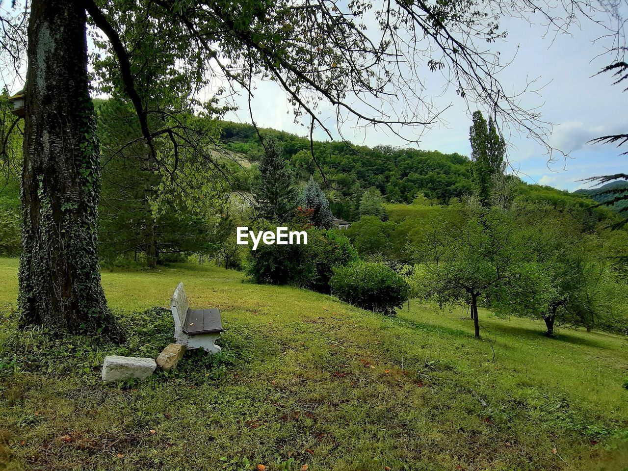 PLANTS AND TREES ON FIELD AGAINST SKY