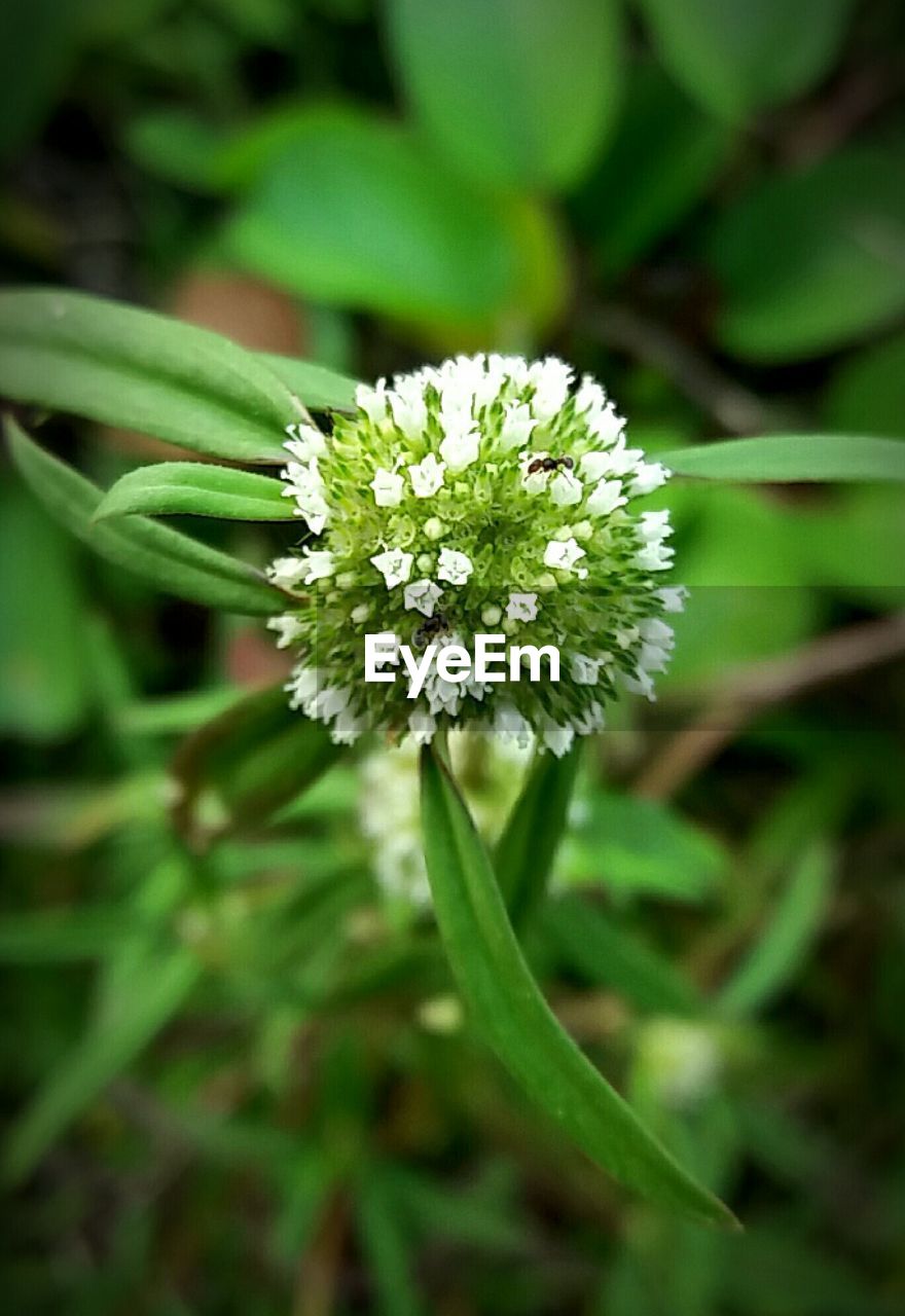 CLOSE-UP OF FLOWERS