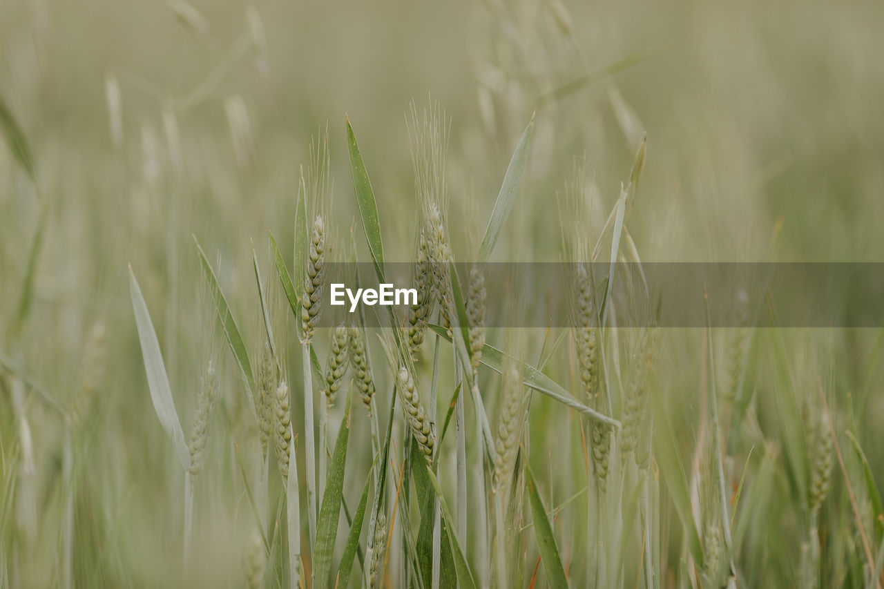 Close-up of wheat growing on field