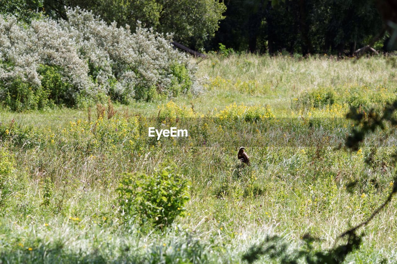 Bird on field during sunny day