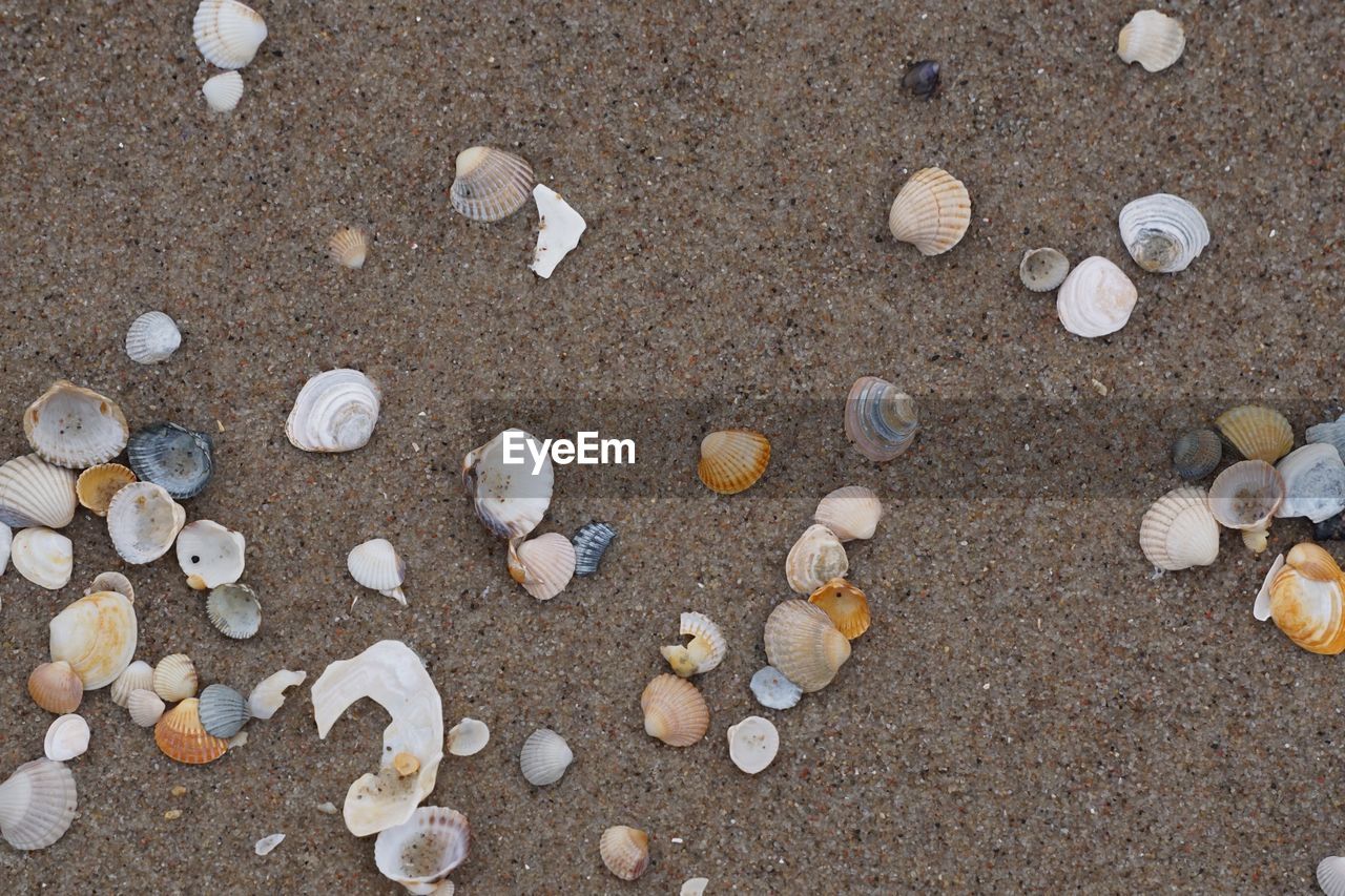 HIGH ANGLE VIEW OF SEASHELLS ON PEBBLES