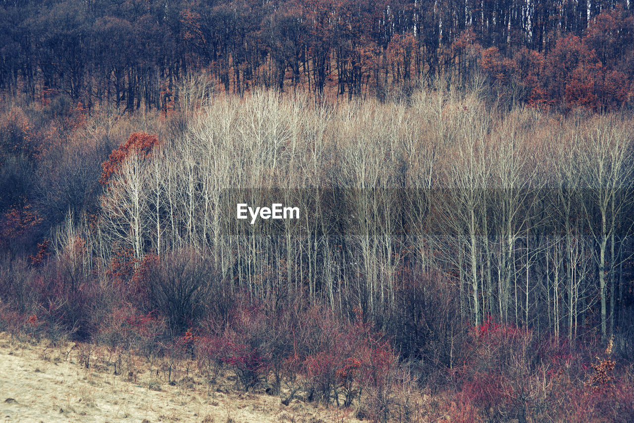 PLANTS GROWING ON FIELD IN FOREST